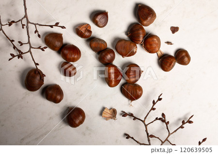 Fresh harvest of edible chestnuts scattered on a white table Fresh harvest of edible chestnuts scattered on a white table 120639505