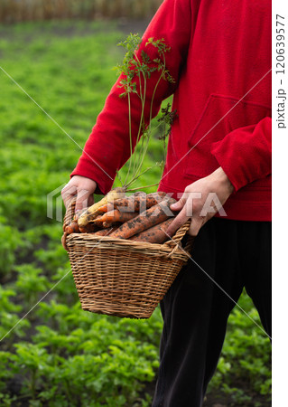 A man is holding a basket full of large, multi-colored carrots 120639577