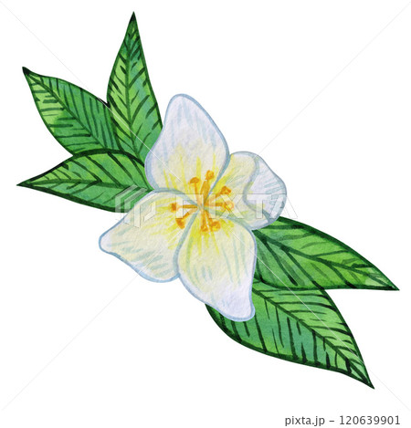 Jasmine flowers with white blooms and vibrant green leaves. watercolor illustration Composition of buds, foliage, and greenery 120639901