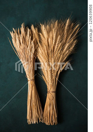 Two sheaves of rye and wheat on a dark background, top view 120639908
