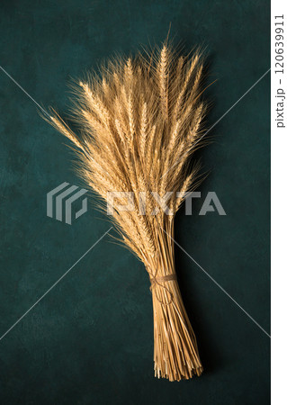 A large sheaf of rye on a dark turquoise background, top view 120639911