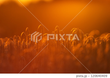 Ears of grain illuminated by the light of the setting sun Ears of grain illuminated by the light of the setting sun 120640409