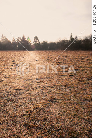 A field of grass with a path 120640426