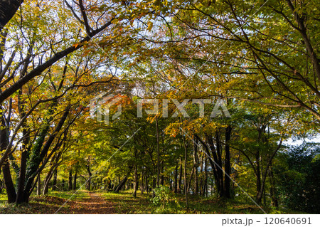 紅葉したファンタスチックな秋の森を歩く 120640691