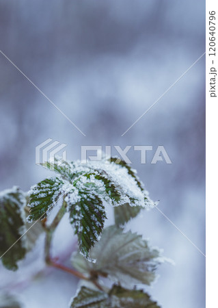 Close-up of frosted green leaves in a woodland setting, capturing the beauty of nature during the early stages of frost on a crisp morning Close-up of frosted green leaves in a woodland setting, capturing the beauty of nature during the early stages of frost on a crisp morning 120640796