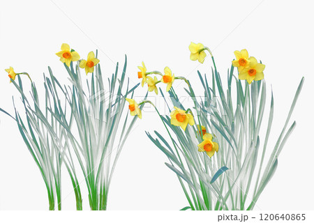 水仙の花は雪の中でも春も早く芽を出し咲く、その黄色い花は春の訪れを告げる 120640865