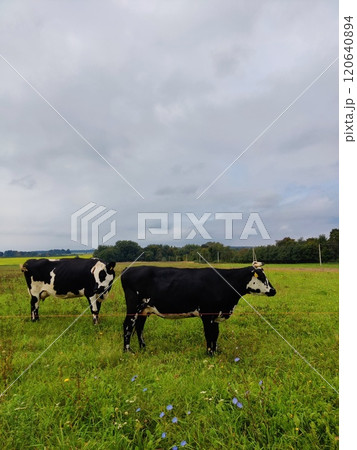 Red and black Holstein cows are grazing on a cold autumn morning on a meadow in Lithuania Red and black Holstein cows are grazing on a cold autumn morning on a meadow in Lithuania 120640894