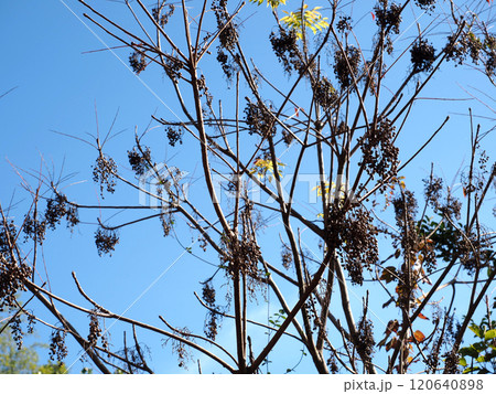 秋の日差しを浴びたハゼの木（青空と源内山緑地の櫨の葉と実） 120640898