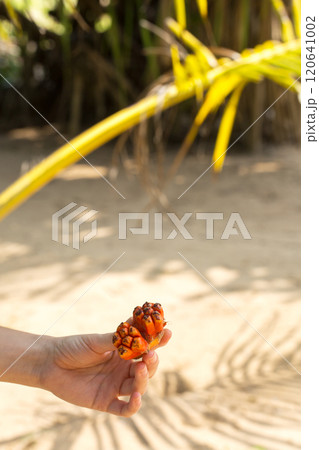 A woman's hand holds a piece of tropical fruit 120641002