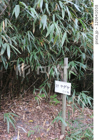 四国霊場71番  弥谷寺 120641038