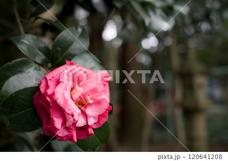 一輪のサザンカ 一輪のサザンカ 120641208