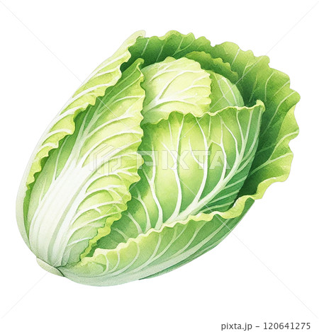 フレッシュでリアルな白菜の水彩イラスト｜食品・農業関連に最適の