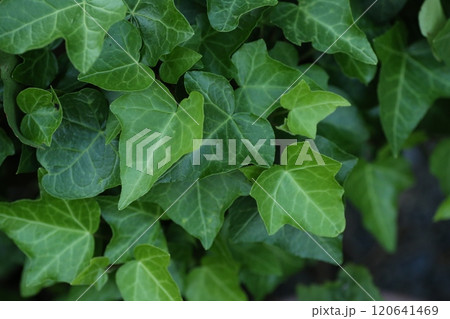 アイビー　グリーンの背景 120641469