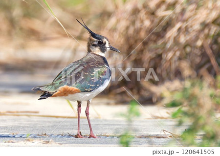 後姿、右向きのタゲリ 120641505