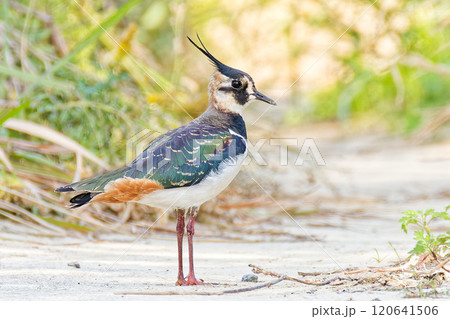 日陰にいるタゲリ 120641506