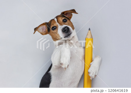 Dog posing with large yellow pencil against white backdrop, looking at camera, playful and curious Dog posing with large yellow pencil against white backdrop, looking at camera, playful and curious 120641619