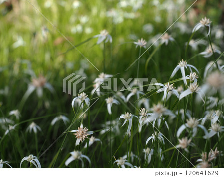 日かげに咲いたシラサギカヤツリの花々（白鷺菅 の白と緑の花） 120641629