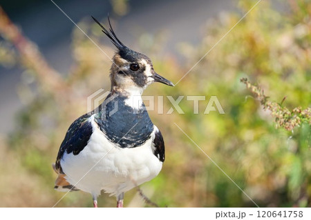 バストアップ正面で横顔のタゲリ 120641758