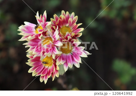 秋の庭に咲くピンク色で先端が黄色の花びらの菊の花 秋の庭に咲くピンク色で先端が黄色の花びらの菊の花 120641992