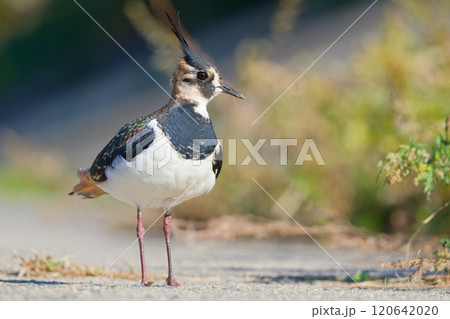 農道で正面横顔のタゲリ 120642020