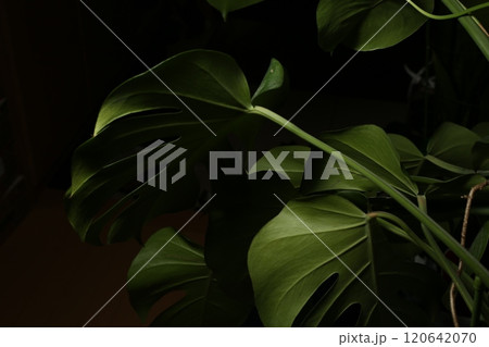 切れ込みの深いモンステラの葉 切れ込みの深いモンステラの葉 120642070