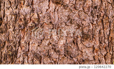 Wood Textured Background Wood Textured Background 120642270