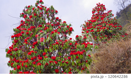 Flowering Rhododendron, Himalaya Flowering Rhododendron, Himalaya 120642286