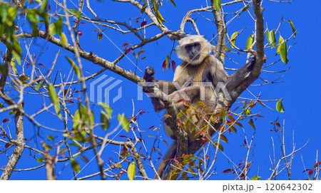 Tarai Gray Langur, Royal Bardia National Park, Nepal 120642302
