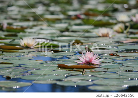 水面に浮かぶ睡蓮の花 120642550