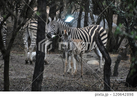サファリロッジ中庭に佇むシマウマ親子 サファリロッジ中庭に佇むシマウマ親子 120642898