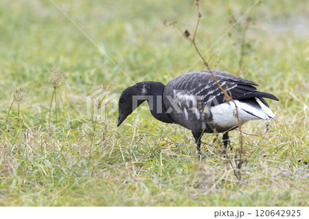 コクガン コクガン 120642925