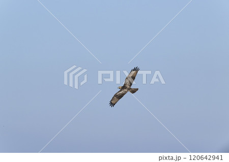 ノスリ ノスリ 120642941