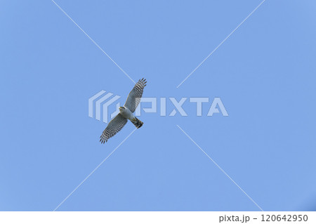 ハイタカ 120642950