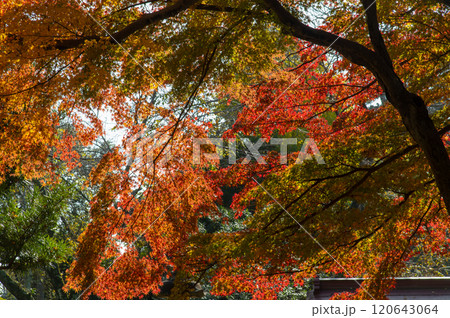 宗吾霊堂の真っ赤な紅葉 成田 宗吾霊堂の真っ赤な紅葉 成田 120643064