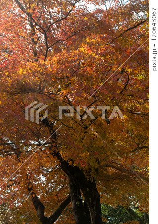 宗吾霊堂の紅葉　成田 120643067