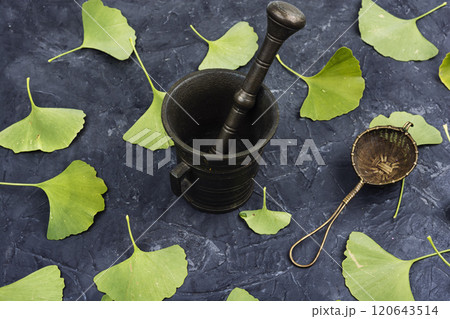 Ginkgo Biloba leaves. Ginkgo Biloba leaves. 120643514