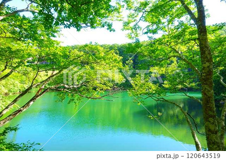 ドッコ沼　蔵王　新緑 120643519