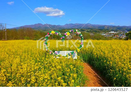 満開の菜の花畑 ヴェンテンガルテン 上山市 満開の菜の花畑 ヴェンテンガルテン 上山市 120643527