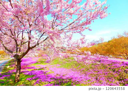 芝桜　シバザクラ　しばざくら　立谷川　桜　山形市 120643558