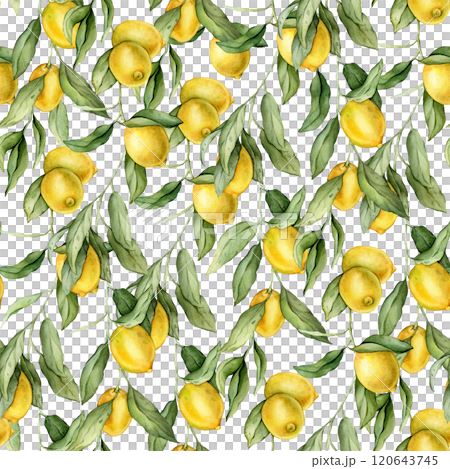Seamless pattern with watercolor illustration of Lemon or Lime. Hand painted lemon branche with green leaves on white isolated background for juice label or icon. Seamless pattern with watercolor illustration of Lemon or Lime. Hand painted lemon branche with green leaves on white isolated background for juice label or icon. 120643745