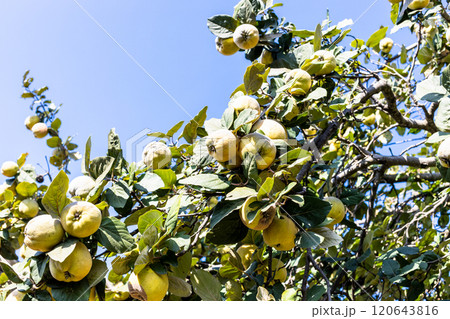 many ripe quince fruits on tree on sunny day many ripe quince fruits on tree on sunny day 120643816