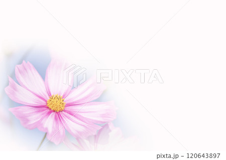 可憐に咲く秋桜 可憐に咲く秋桜 120643897