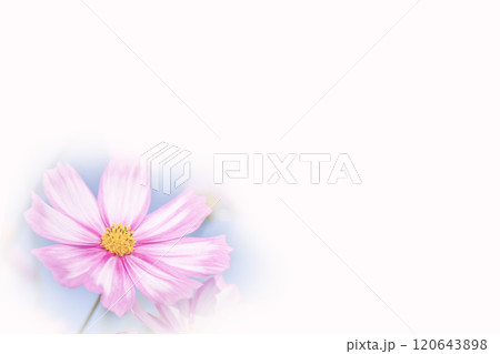 可憐に咲く秋桜   120643898