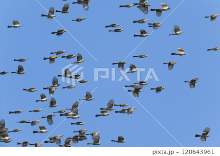 ヒヨドリ ヒヨドリ 120643961