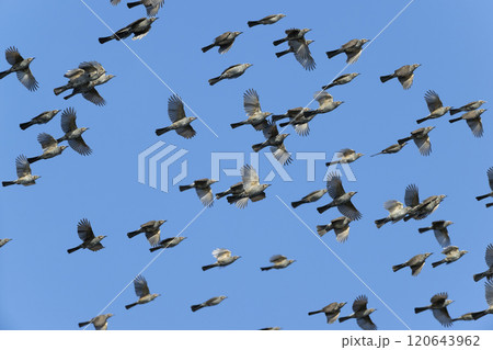 ヒヨドリ ヒヨドリ 120643962