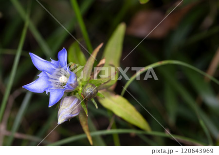 リンドウ 120643969