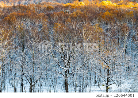 snowy oak grove with treetops lit buy setting sun 120644001