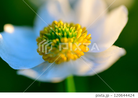 ハクサンイチゲ 120644424