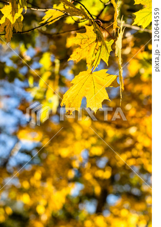 yellow maple leaves and tree foliage in background 120644559