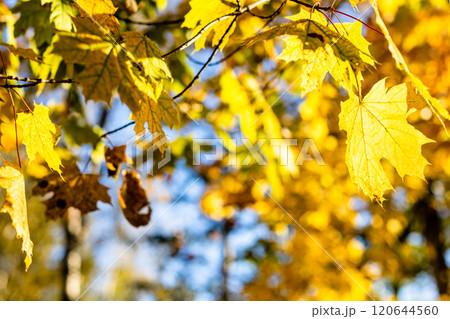 twigs with yellow maple leaves illuminated by sun 120644560